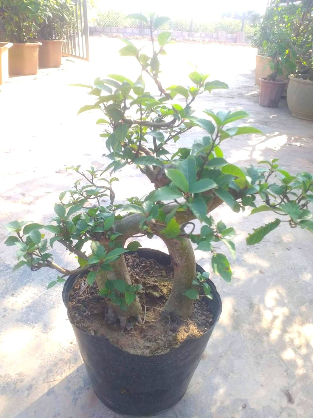 Cây Sung Bonsai gốc To