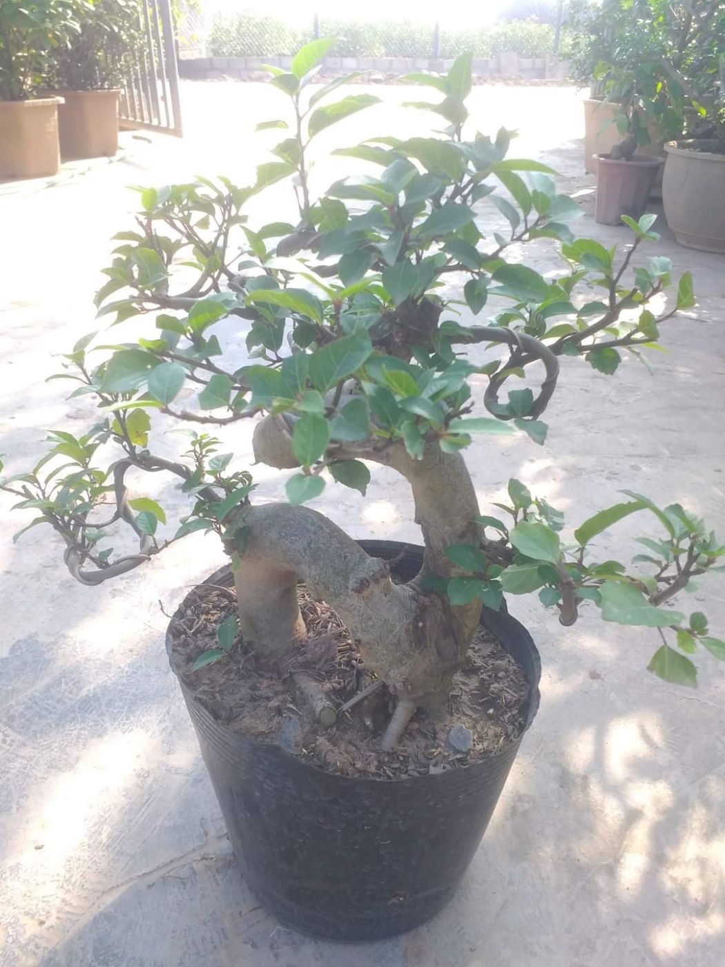 Cây Sung Bonsai gốc To