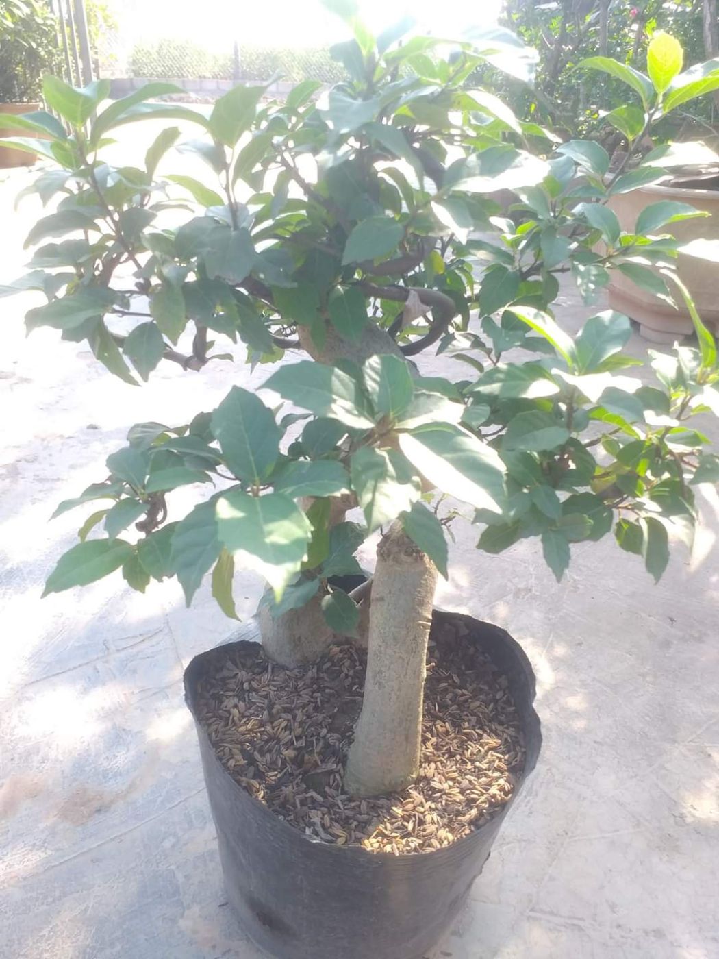 Cây Sung Bonsai gốc To