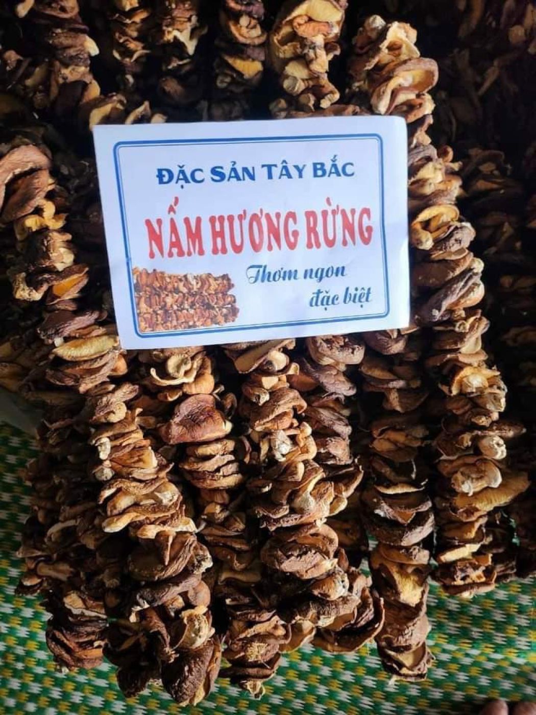 Nấm hương rừng